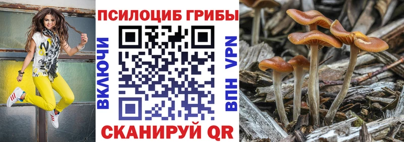 где купить   Апшеронск  Псилоцибиновые грибы Psilocybe 